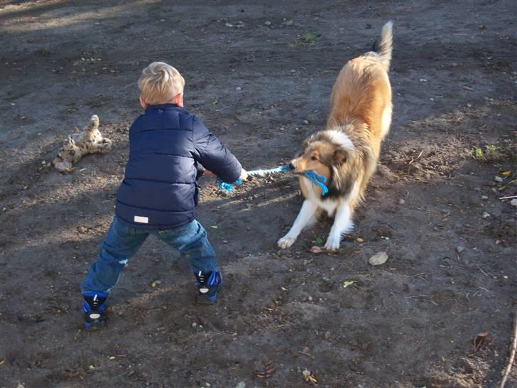 Collie langhåret kira - ha ha her fik jeg lokket daniel til at lege  billede 13