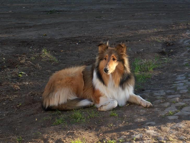 Collie langhåret kira billede 14