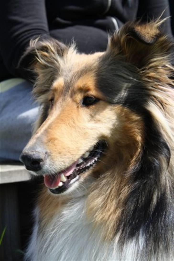 Collie langhåret kira billede 15