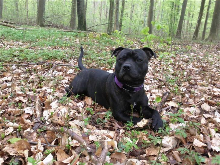 Staffordshire bull terrier     ITSO  24. okt billede 13