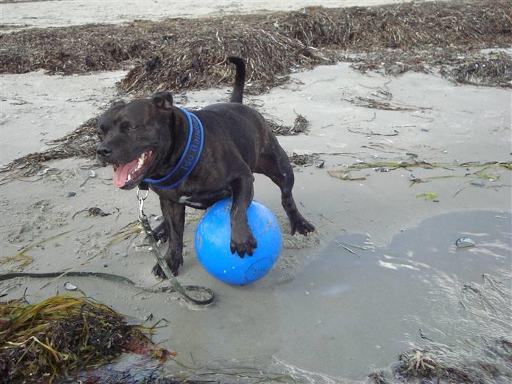 Staffordshire bull terrier     ITSO  24. okt - På stranden m. boomer ball 2010 billede 14