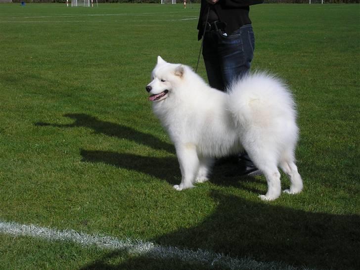 Samojedhund Dancer - nu er det ved at blive min tur til at vise hvad jeg kan billede 14