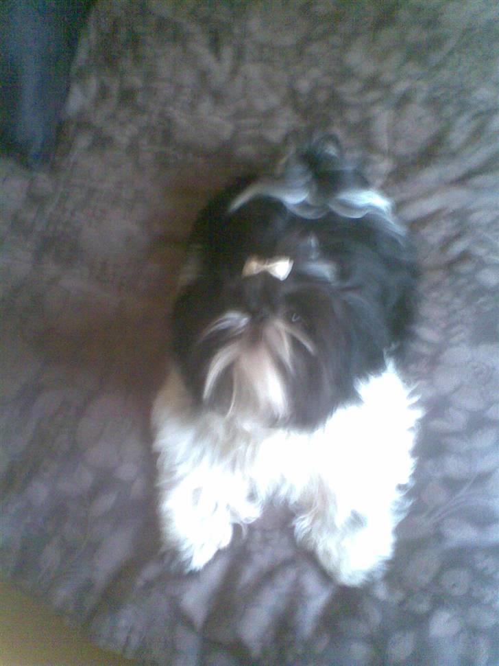 Shih tzu Monson billede 19