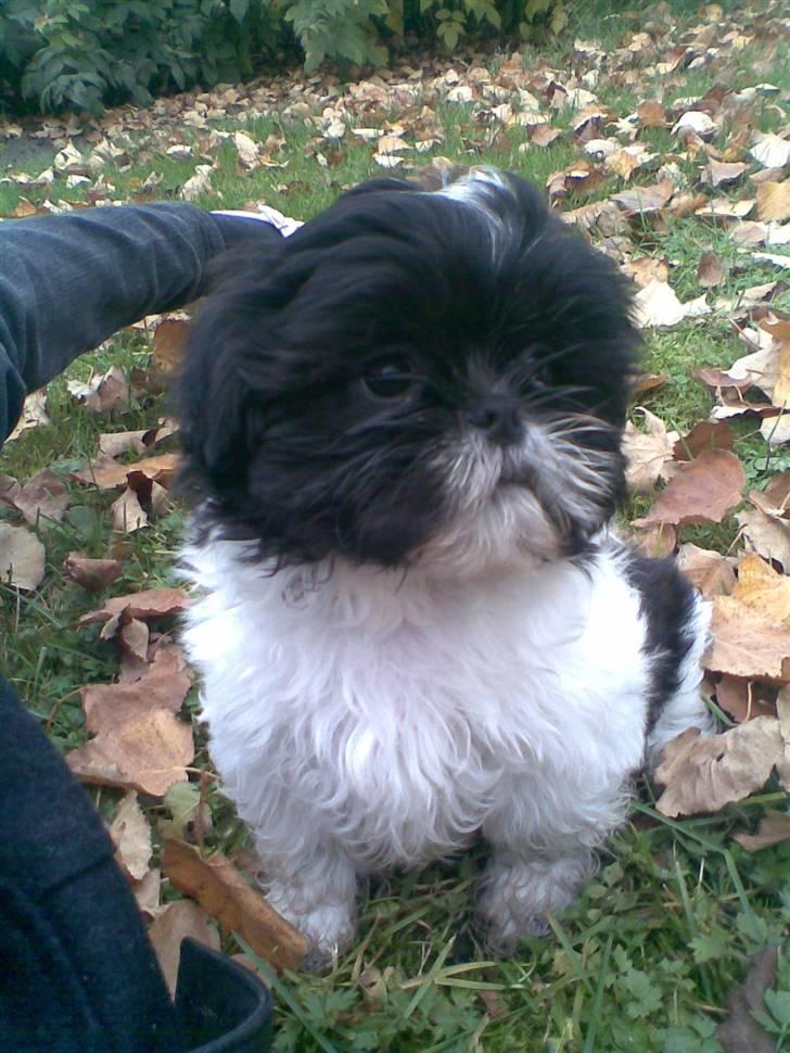 Shih tzu Monson billede 20