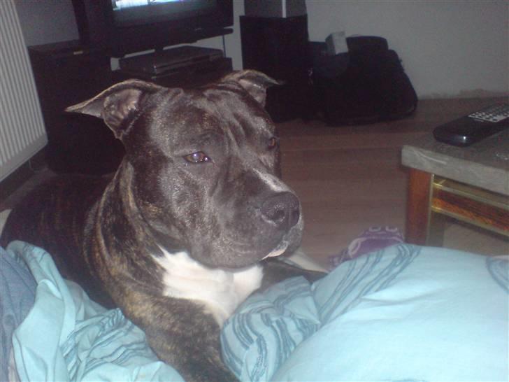 Amerikansk staffordshire terrier Rocky billede 2