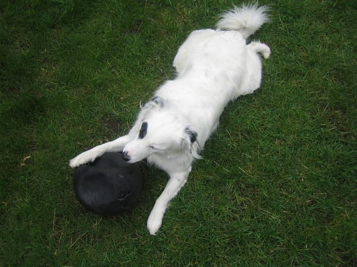 Blanding af racer Sölja - Her ligger jeg i min "frø" stilling billede 1