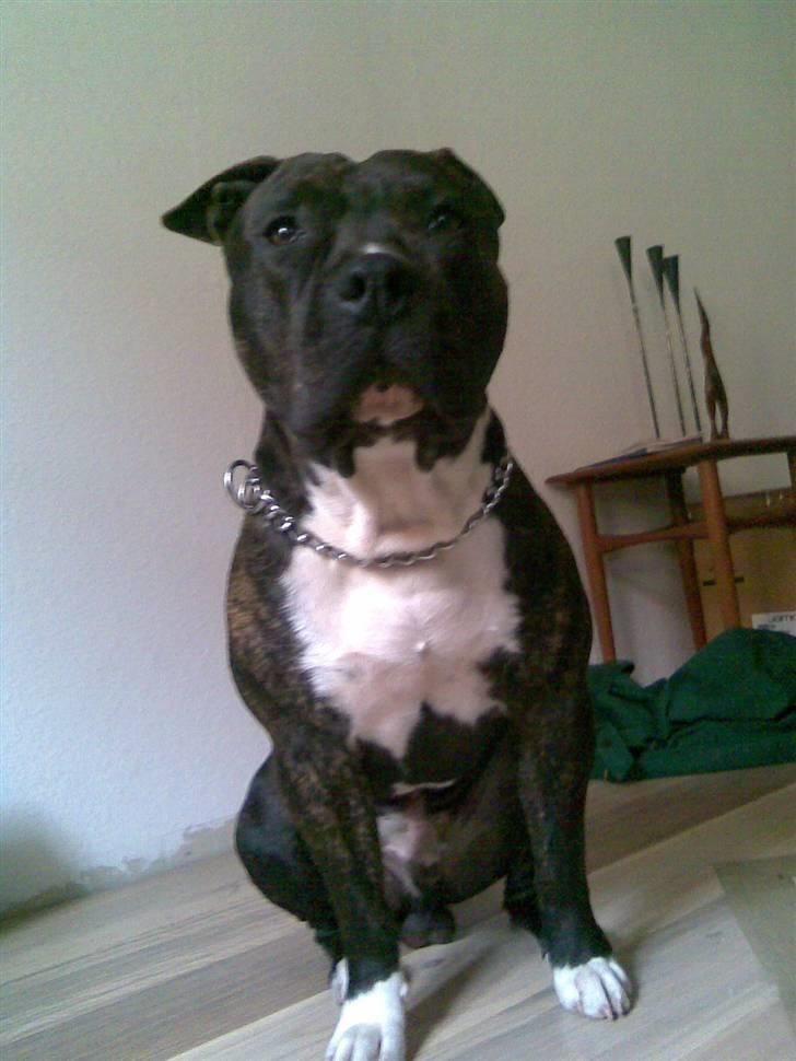 Amerikansk staffordshire terrier Rocky billede 3