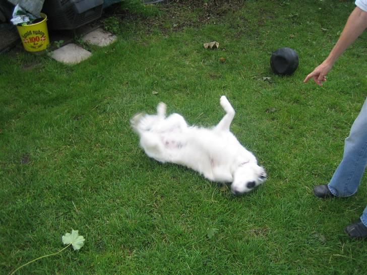 Blanding af racer Sölja - Mit rul rundt tricks billede 2