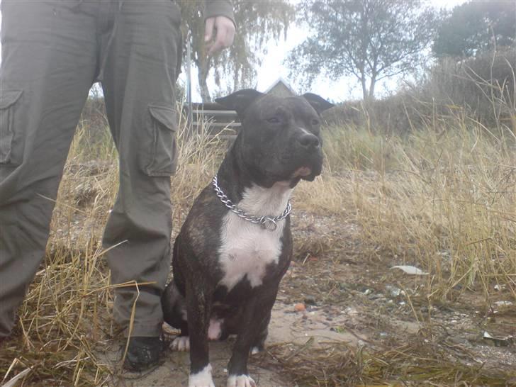 Amerikansk staffordshire terrier Rocky billede 4