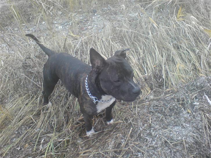 Amerikansk staffordshire terrier Rocky billede 5