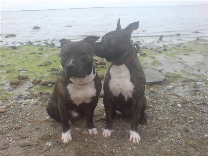 Amerikansk staffordshire terrier Rocky billede 6