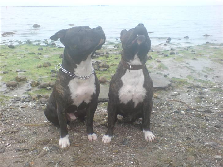 Amerikansk staffordshire terrier Rocky billede 7