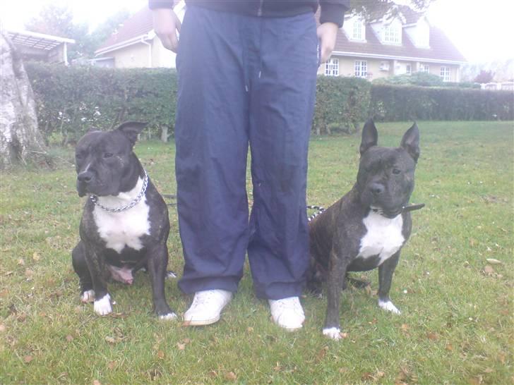 Amerikansk staffordshire terrier Rocky billede 8