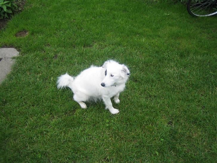 Blanding af racer Sölja - Sidder lige og kigger... billede 4