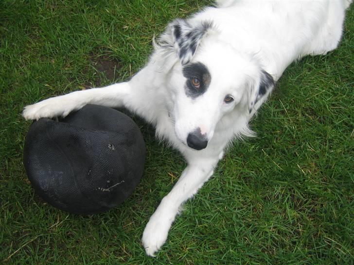 Blanding af racer Sölja - Min bold... billede 5