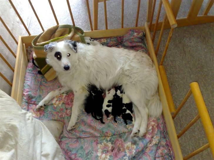 Blanding af racer Sölja - Mine nye hvalpe, fik dem D.19-10-2007 billede 6