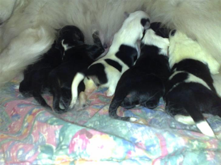 Blanding af racer Sölja - Hvalpene igen... billede 7