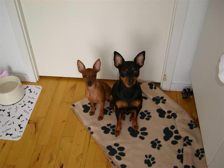 Dvaergpinscher *Pipo* - søde hunde, men se lige panelet bag dem. PUHA SLEMME HUND(PIPO)  billede 13