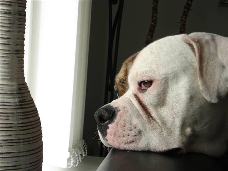 Amerikansk bulldog Ludwig  - eftertænksom vovse... billede 18