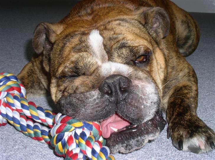 Engelsk bulldog Outskirts Diesel billede 9