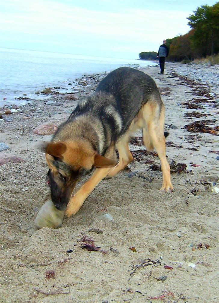 Schæferhund Cassius - Lige en lille sten til den hule tand.... billede 13