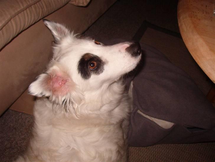 Blanding af racer Sölja - "Der sker noget spændende deroppe" billede 8