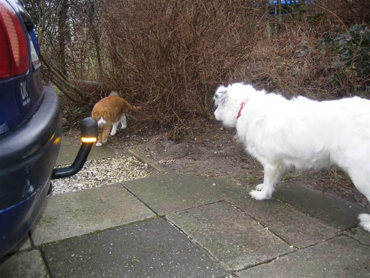 Blanding af racer Sölja - På ferie hos farmor og farfar - katten kom lige på besøg billede 9