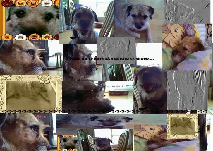 Border terrier Tikki - Savnet :'(  <3 - Tikki miin skat savner diq men du vil altid havde en plads i mit hjerte <333 billede 9