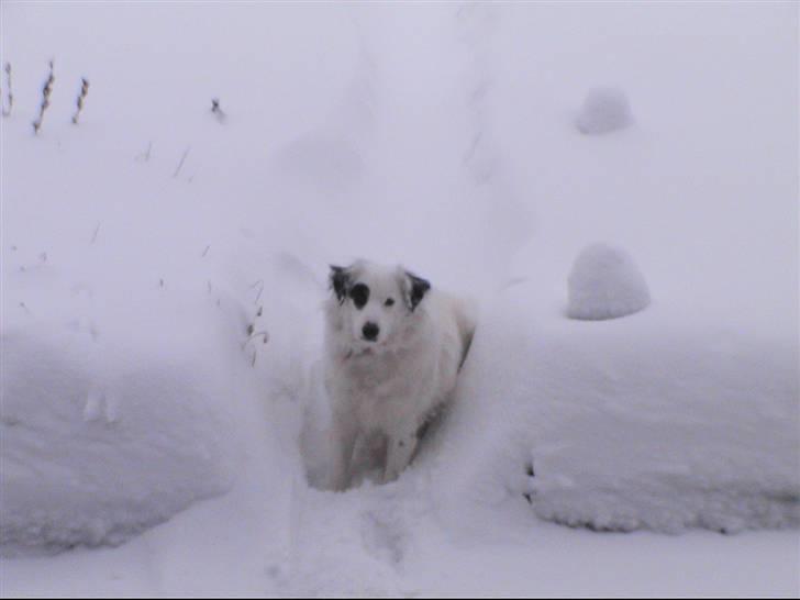 Blanding af racer Sölja - Det er sjovt at lege i sneen billede 10