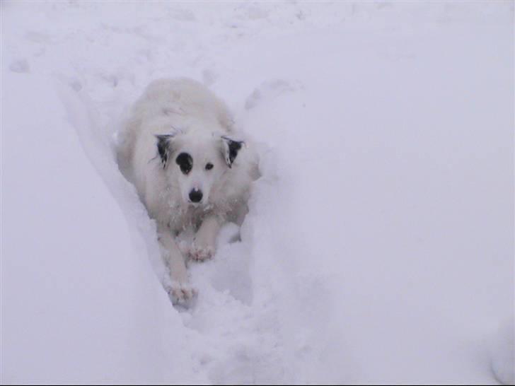 Blanding af racer Sölja - Jeg elsker at grave i sneen billede 11