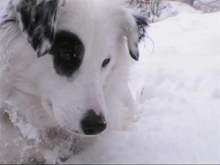 Blanding af racer Sölja - Sneen er meget spændende billede 12