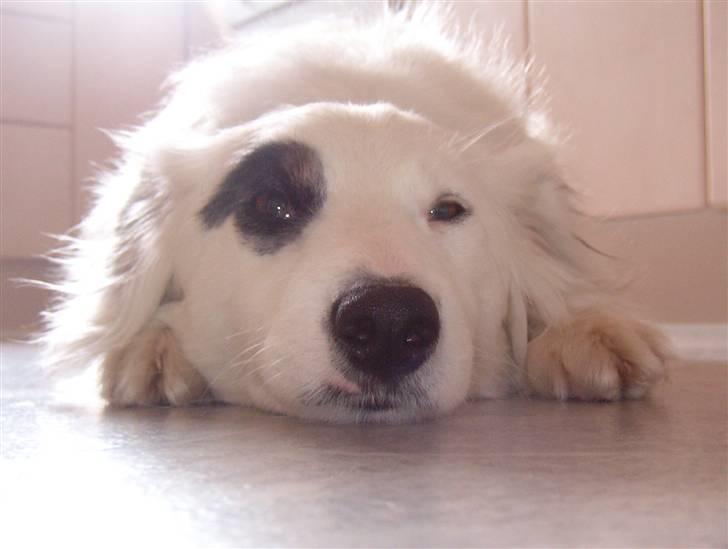 Blanding af racer Sölja - Det er dejligt at ligge i solen billede 13