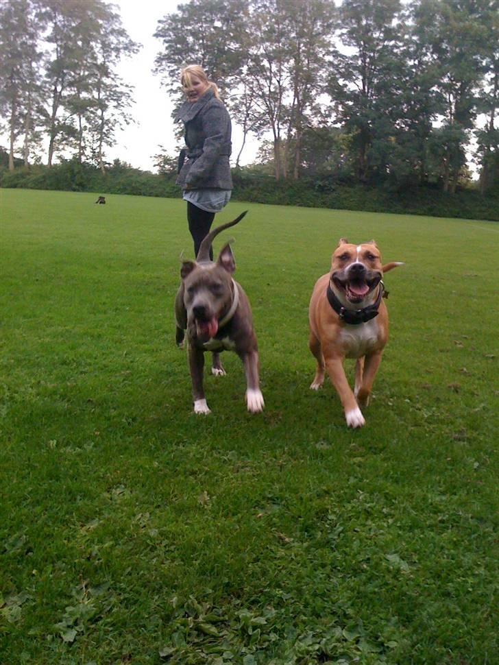 Amerikansk staffordshire terrier trunte billede 15