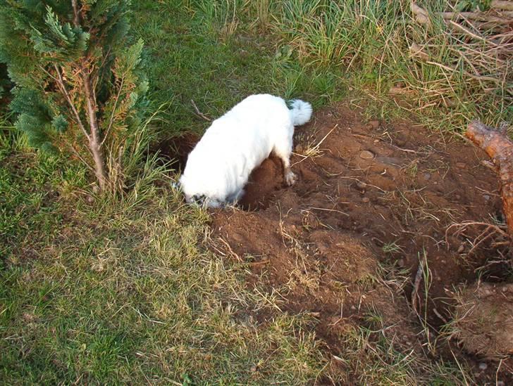 Blanding af racer Sölja - Jeg elsker at grave billede 14
