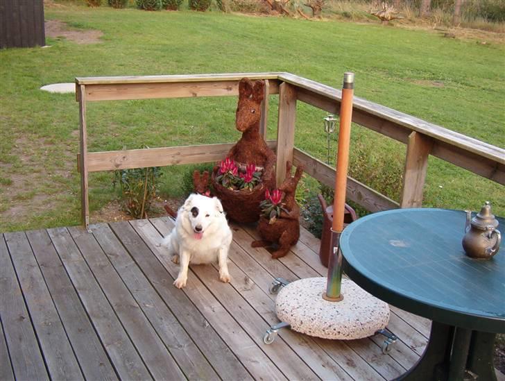 Blanding af racer Sölja - Her er jeg i vores sommerhus foran nogle sjove kænguruer, jeg er drægtig på billedet billede 15