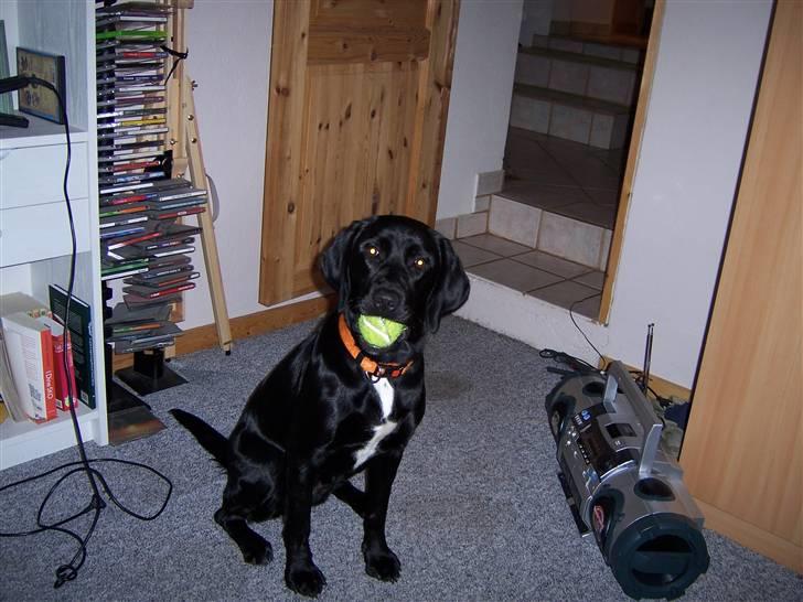 Blanding af racer Molly - Legetid?.. billede 2