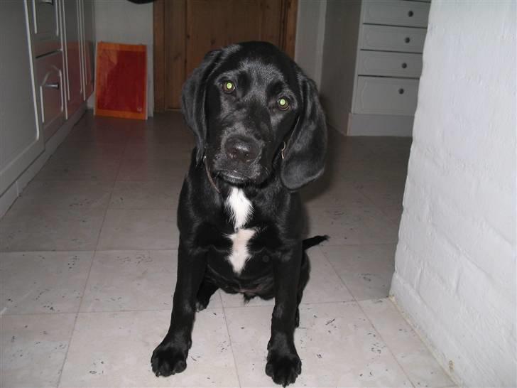 Blanding af racer Molly - Hun var virkelig kær som hvalp!<3 billede 3