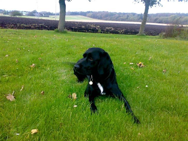 Blanding af racer Molly billede 4