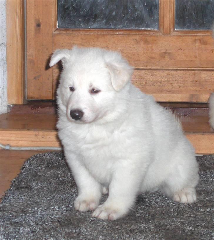 Hvid schæfer Echo Alba - her er vores dreng - et af de første rigtige billeder vi fik af ham - tjek lige de poter billede 7