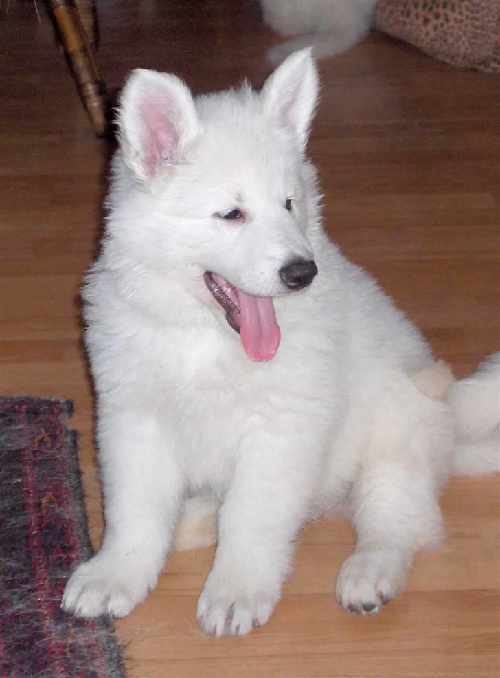Hvid schæfer Echo Alba - se nu begynder han at ligne den Echo dreng vi kender idag - superfræk og dejlig billede 8