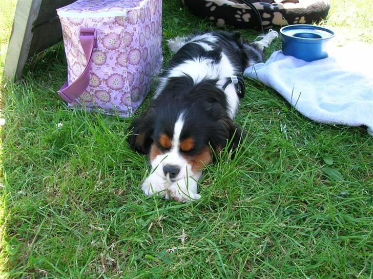 Cavalier king charles spaniel Mingus - Pyh, det er hårdt sådan at blive beundret til udstilling... billede 9