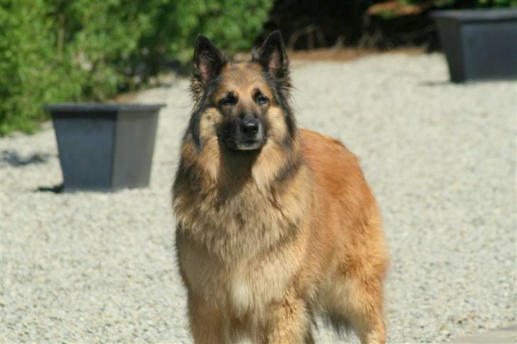 Tervueren Chika - Hvem tager billeder af mig??? billede 9