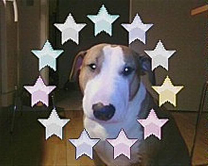 Blanding af racer (bullterrier) Gizmo R.I.P billede 1
