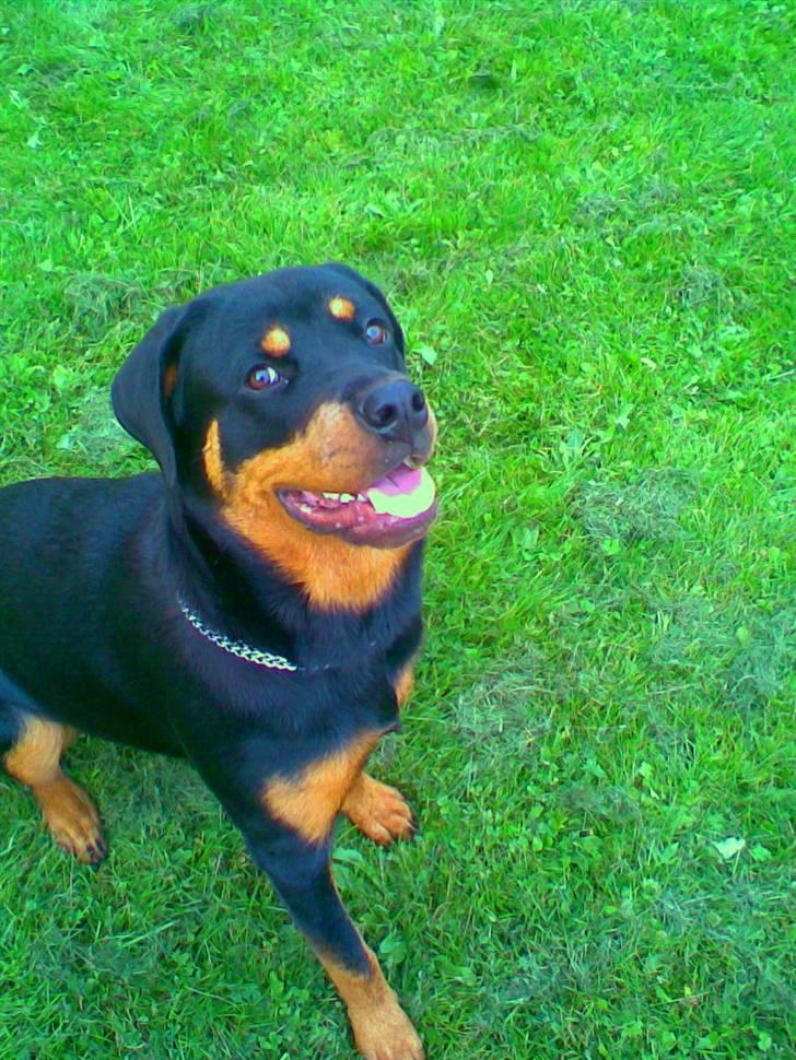 Rottweiler Chilli - DU ER OG VIL ALTID VÆRE EN DEL AF MIG. EVIGT billede 16