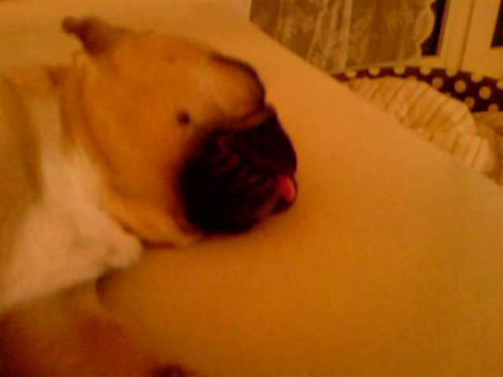 Fransk bulldog Ludvig - kan også række tunge, når jeg sover... billede 11