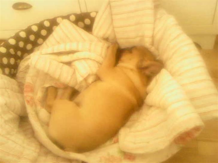 Fransk bulldog Ludvig - Putter billede 12