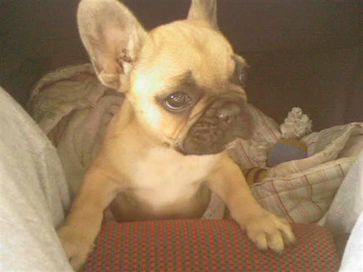 Fransk bulldog Ludvig - Ludvig på vej hjem i bilen billede 13