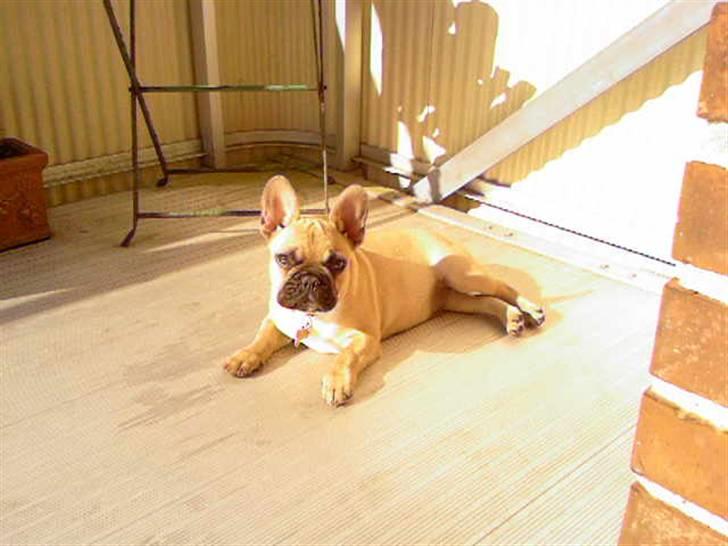 Fransk bulldog Ludvig - dejligt at sole sig billede 14
