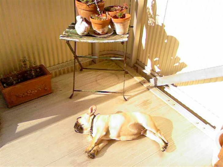 Fransk bulldog Ludvig - man bliver så træt af, at ligge og sole billede 15