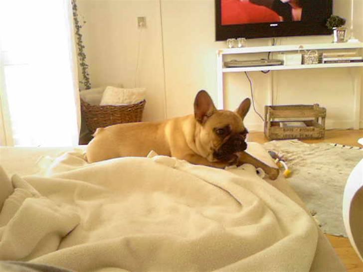 Fransk bulldog Ludvig - mmm... gnaver ben billede 16